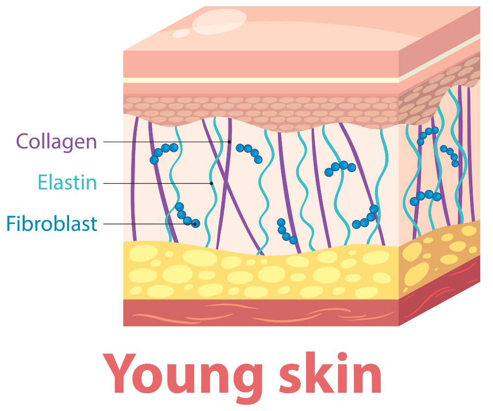Diagram of young skin layers showing collagen, elastin and fibroblasts
